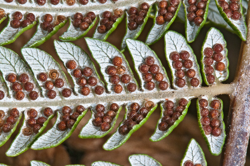 Silver Fern sporangia detail.