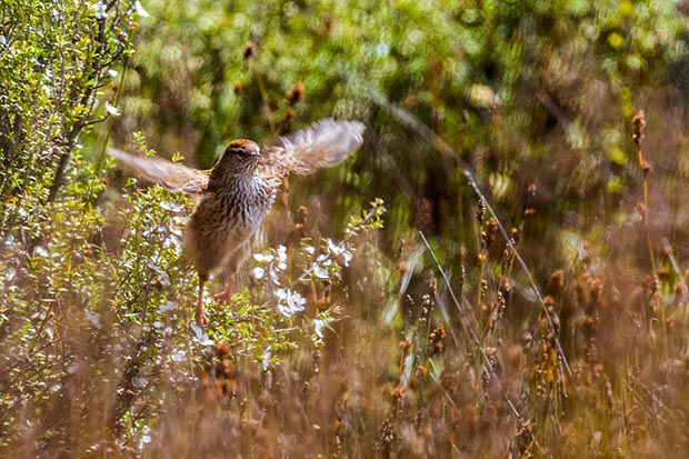 fernbird in flight