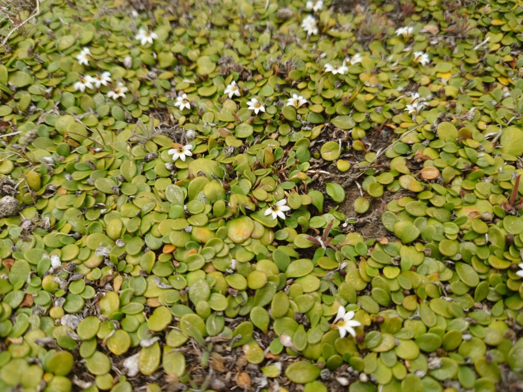 Close-up of the remuremu/half-star growing along the ground, showing its white flowers against bright green leaves